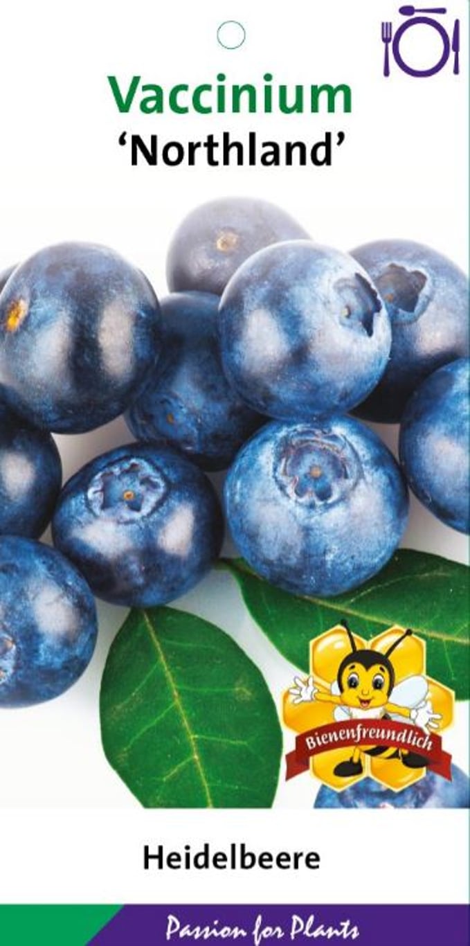 Vaccinium c. 'Northland' - C5 40-60 CM